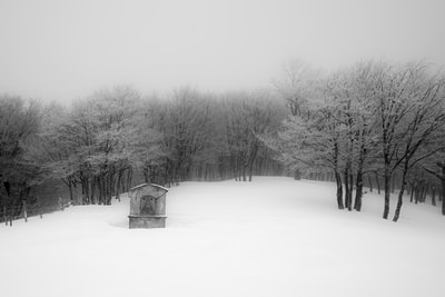 雪域森林的灰度摄影